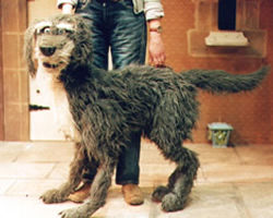 James the Dog